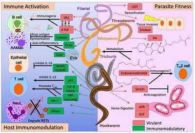 The Two Faces of Nematode Infection: Virulence and Immunomodulatory Molecules From Nematode Parasites of Mammals, Insects and Plants